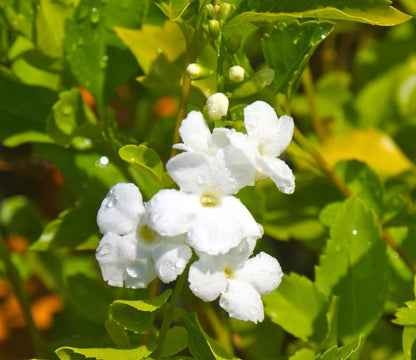 Duranta White Standard