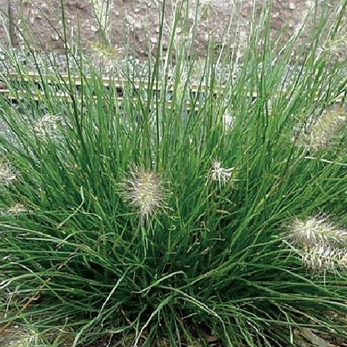 Pennisetum alopecuroides 'Little Bunny' ~ Miniature fountain grass