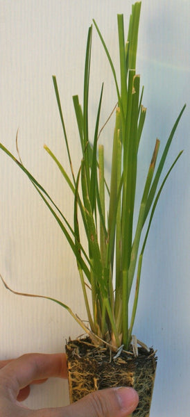 Cortaderia selloana ~ White Pampas Grass