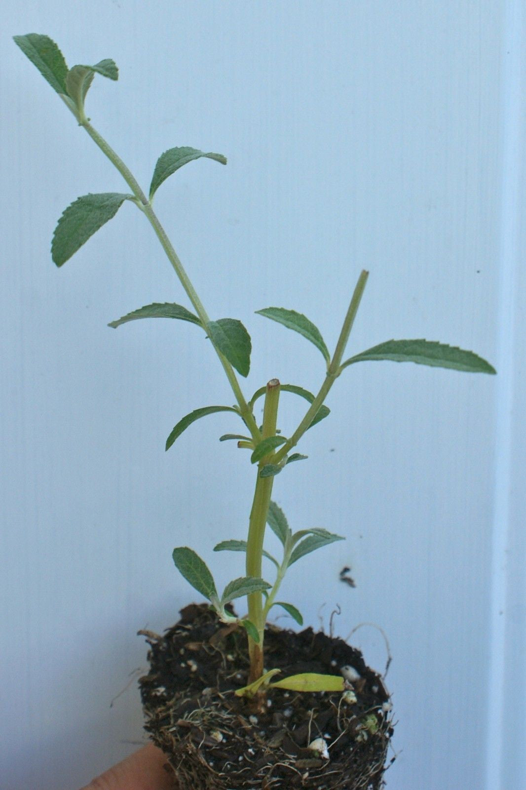 Buddleia davidii 'Royal Red' ~ Butterfly Bush
