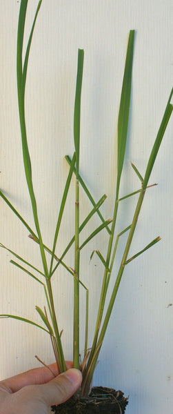 Cymbopogon citratus Lemon Grass