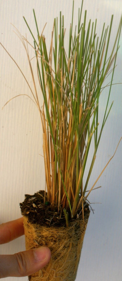 Muhlenbergia capillaris Pink Cloud ~ Muhly grass