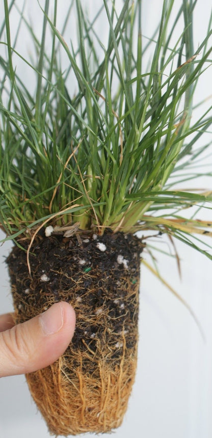 Pennisetum alopecuroides 'Little Bunny' ~ Miniature fountain grass