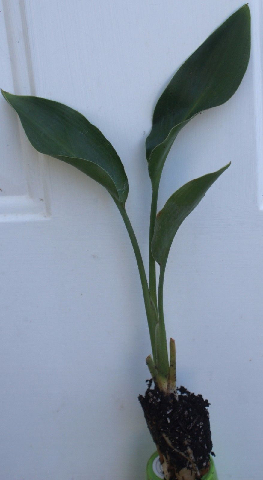 Tropical Orange Bird of Paradise ~ Strelitzia Reginae