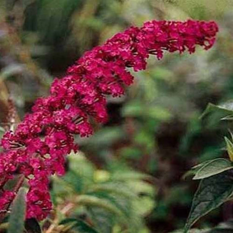 Buddleia davidii 'Royal Red' ~ Butterfly Bush