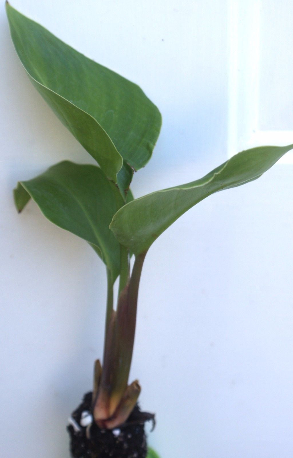 Tropical White Bird of Paradise ~ Strelitzia Nicolai