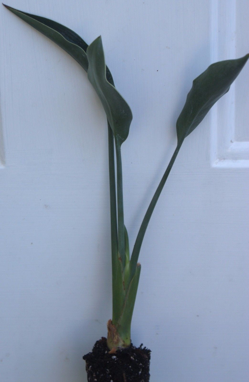 Narrow-leafed Bird of Paradise ~ Strelitzia juncea