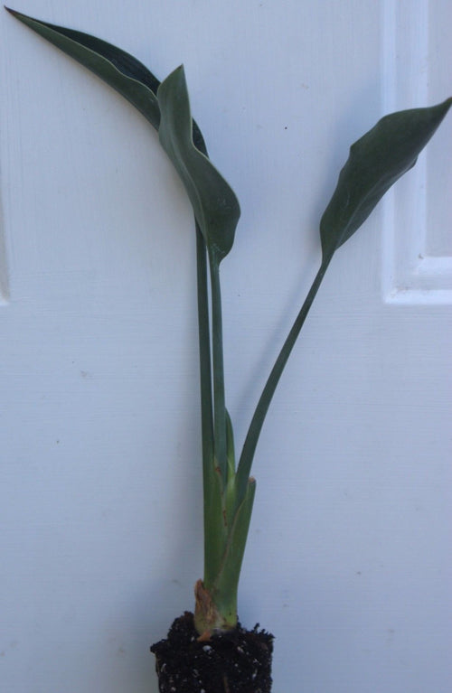 Narrow-leafed Bird of Paradise ~ Strelitzia juncea – Starter Plant