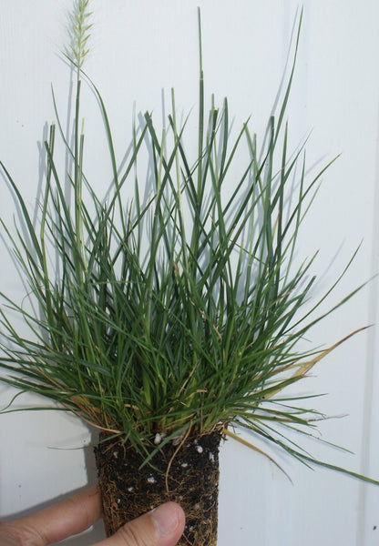 Pennisetum alopecuroides 'Little Bunny' ~ Miniature fountain grass