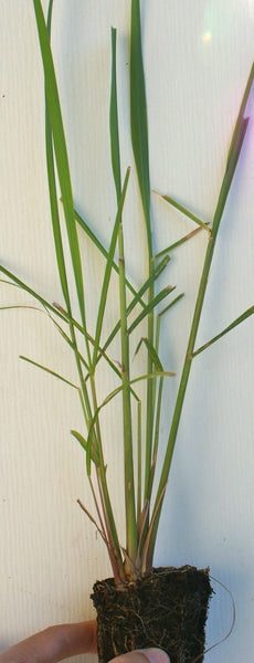 Cymbopogon citratus Lemon Grass