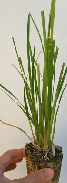 Cortaderia selloana ~ White Pampas Grass