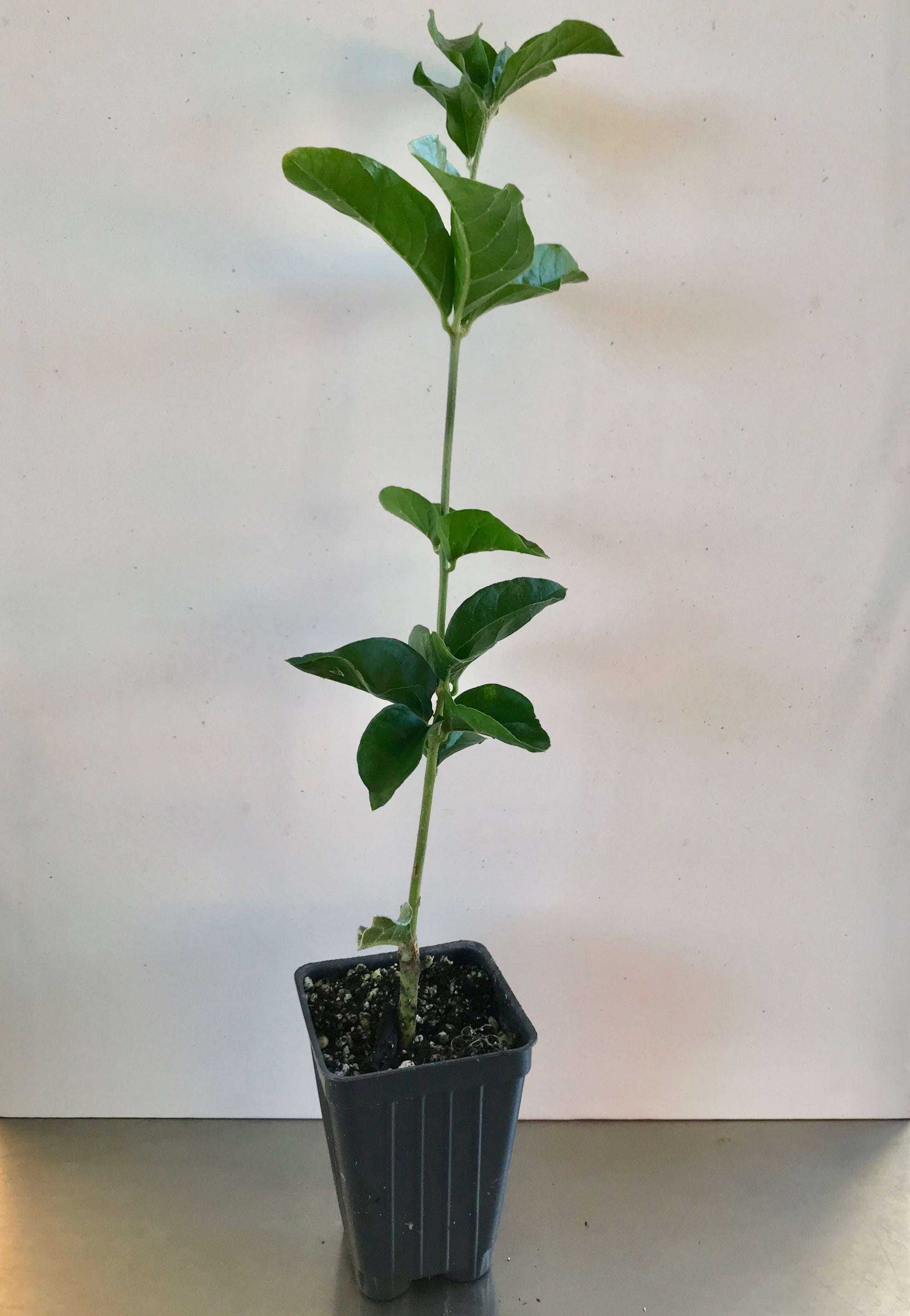 'Grand Duke of Tuscany Supreme' Jasminum Sambac ~ Jasmine