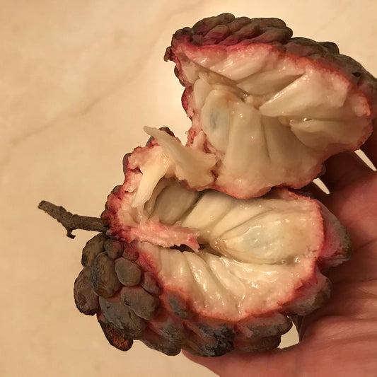 Sugar Apple ~ Sweetsop ~ Annona squamosa ~ Fruit Tree