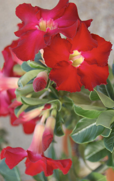 Adenium Obesum Desert Rose ~ Red
