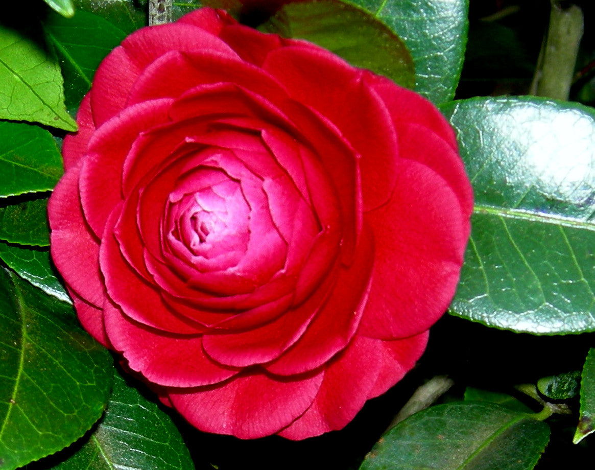 Camellia japonica 'Black Tie'