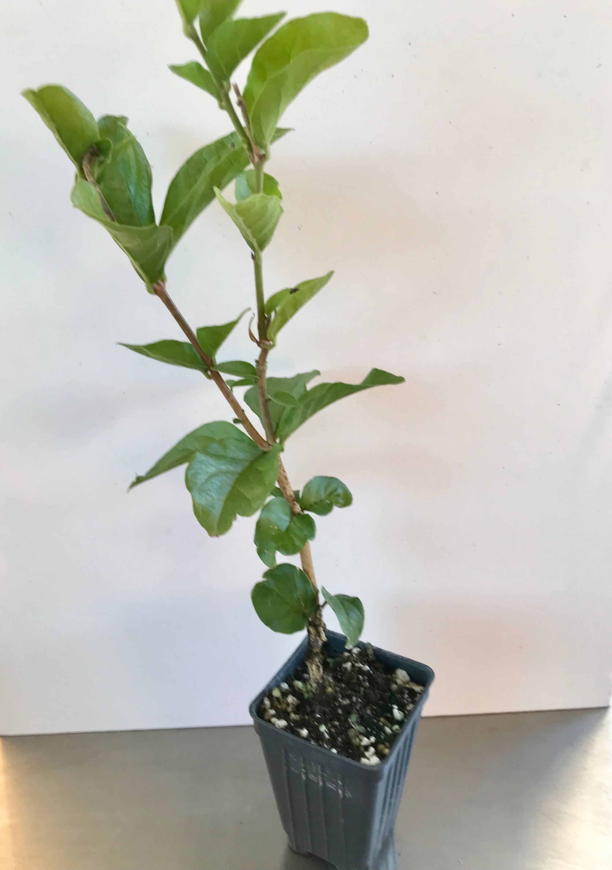 'Grand Duke of Tuscany Supreme' Jasminum Sambac ~ Jasmine