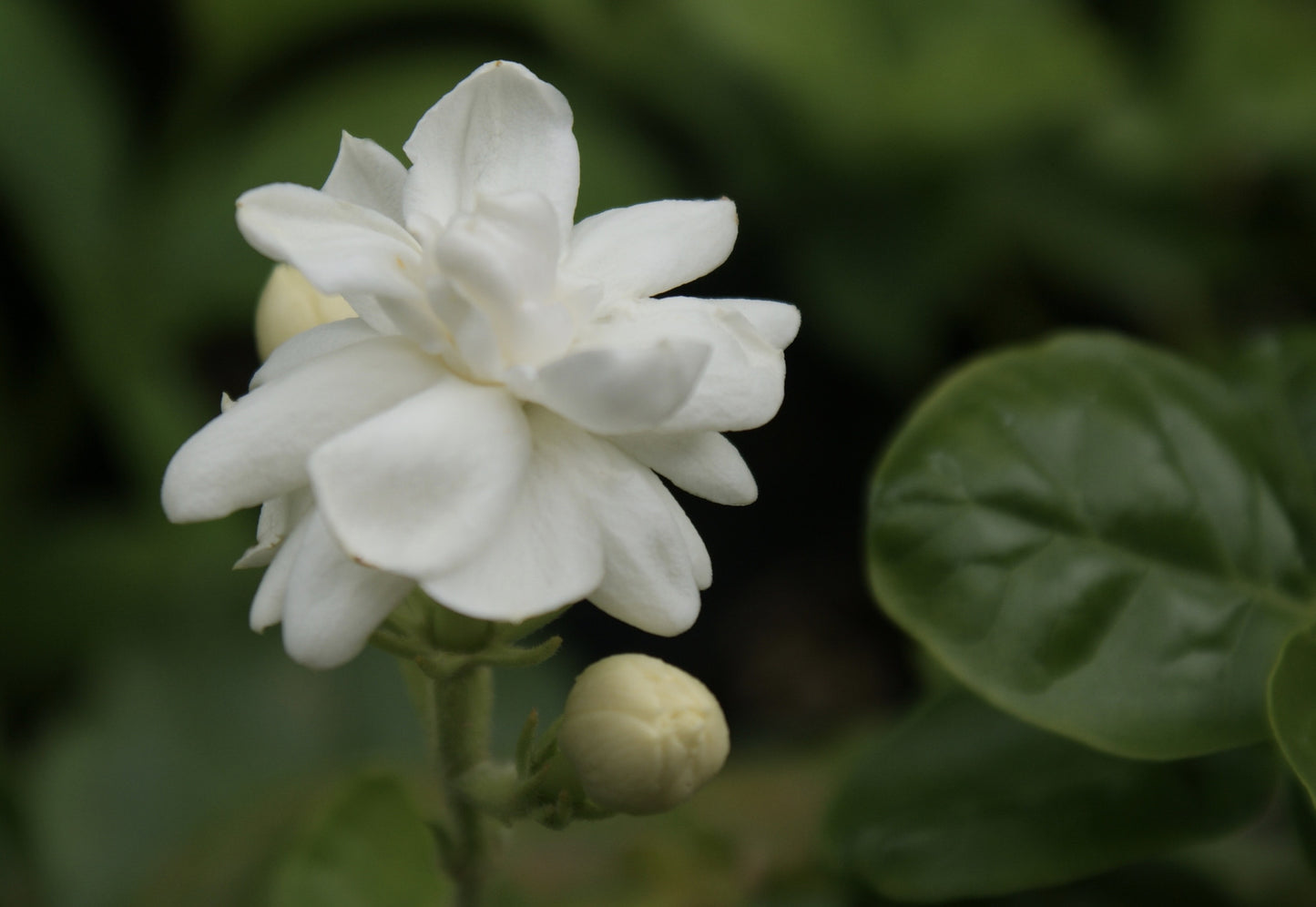 Rare Jasmine Arabian Knights ~ Jasminum Sambac ~ Fragrant