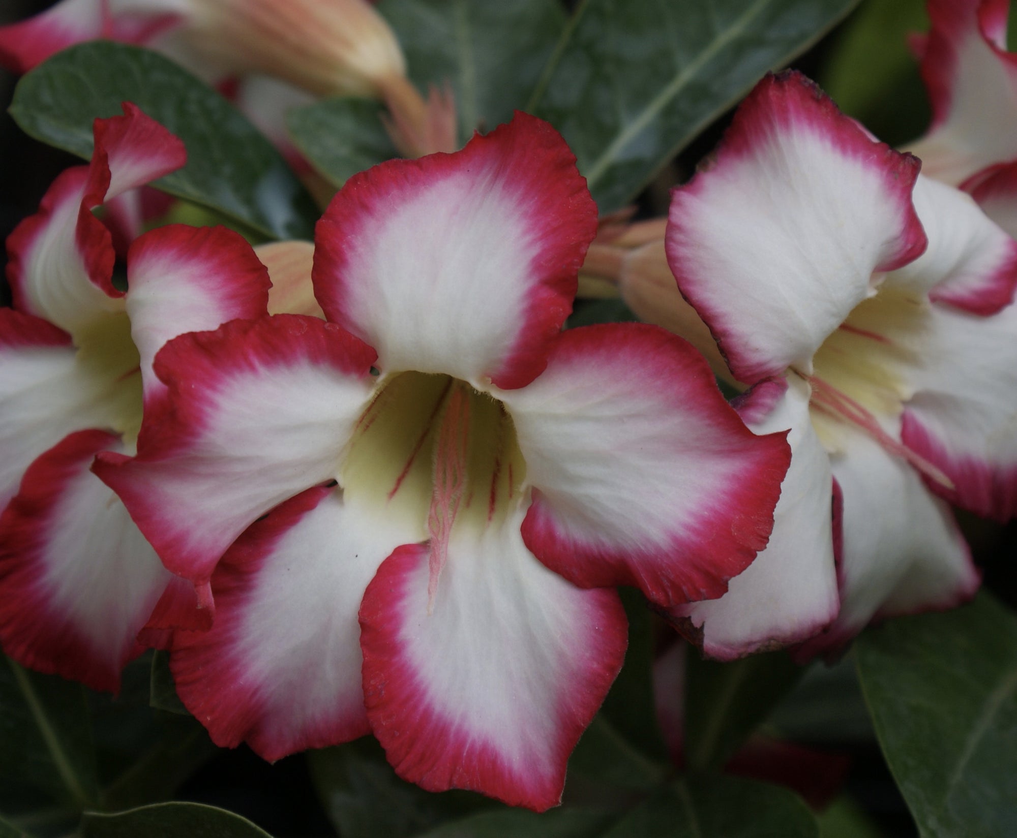 Adenium Obesum Desert Rose ~ Picotee