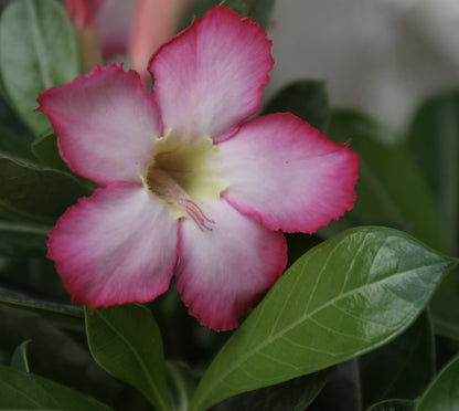Adenium Obesum Desert Rose ~ Pink