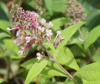 Buddleia ~ Buddleja davidii 'Pink Delight' ~ Butterfly Bush