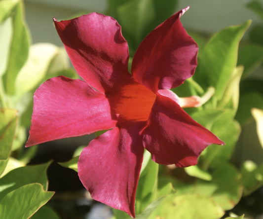 Mandevilla Dipladenia 'Vogue Audrey' Red