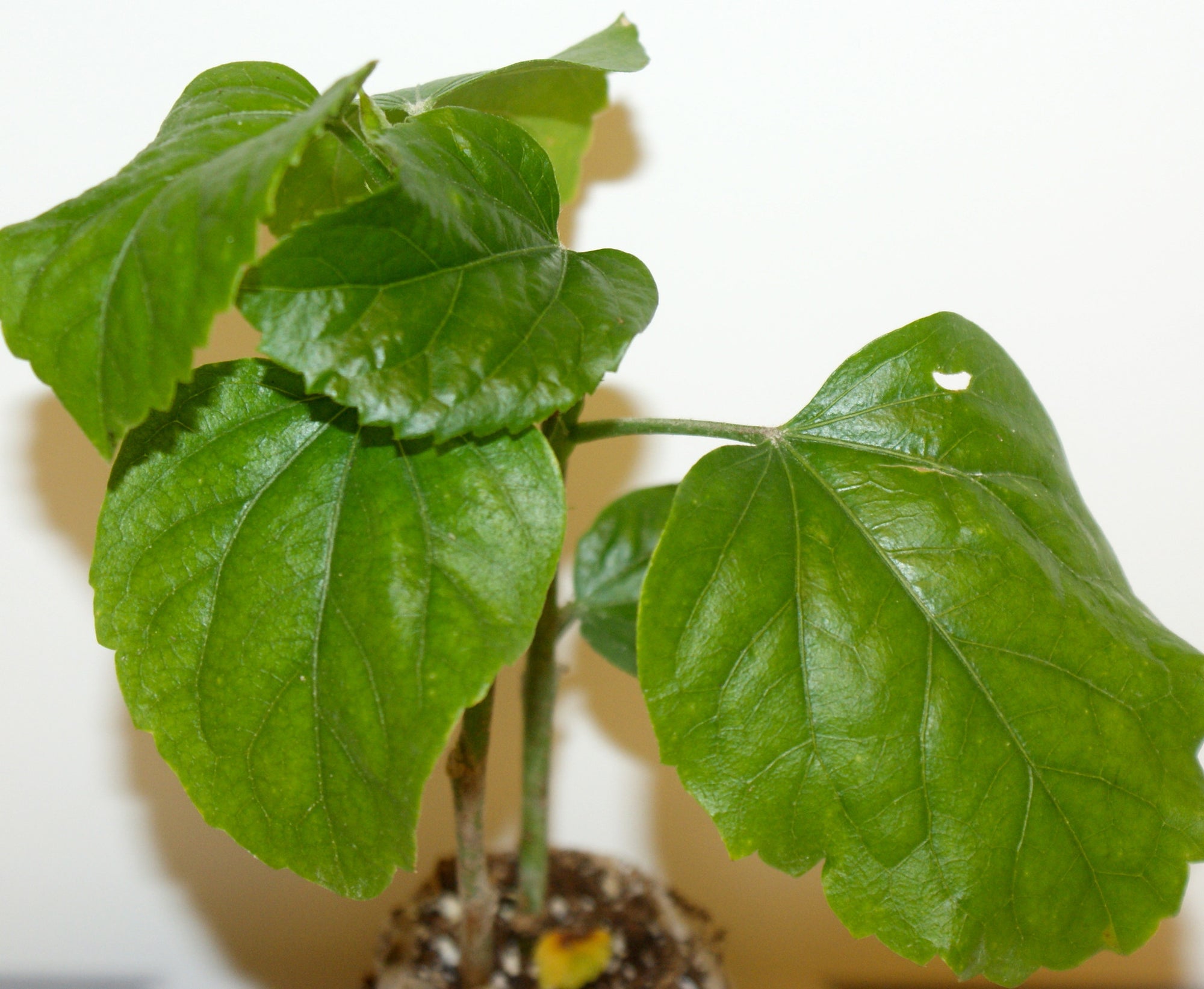 Tropical Hibiscus rosa-sinensis Yellow