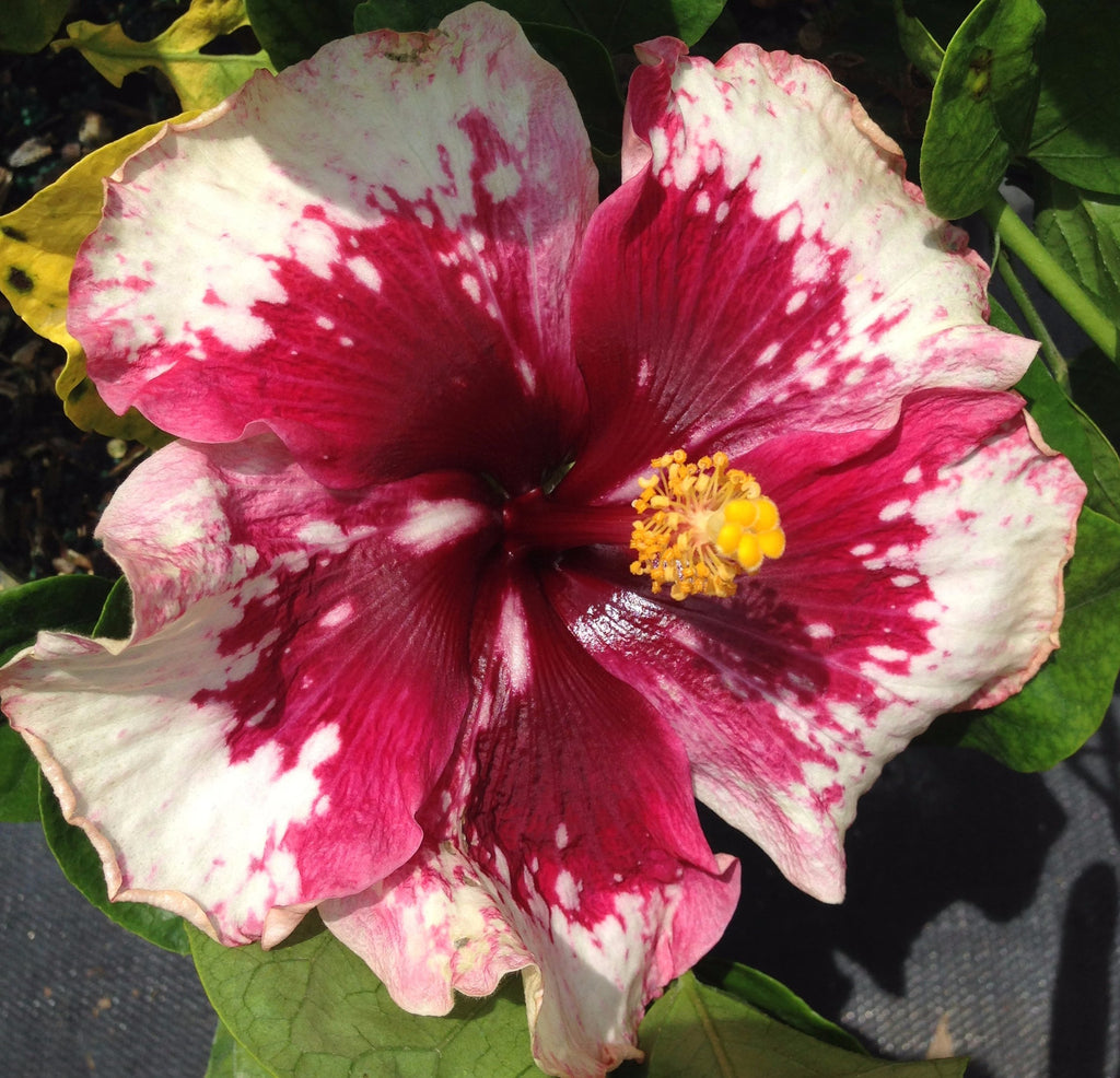 Exotic Hibiscus  'Red Wine'
