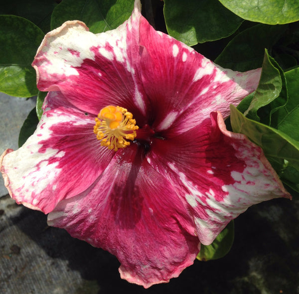 Exotic Hibiscus  'Red Wine'