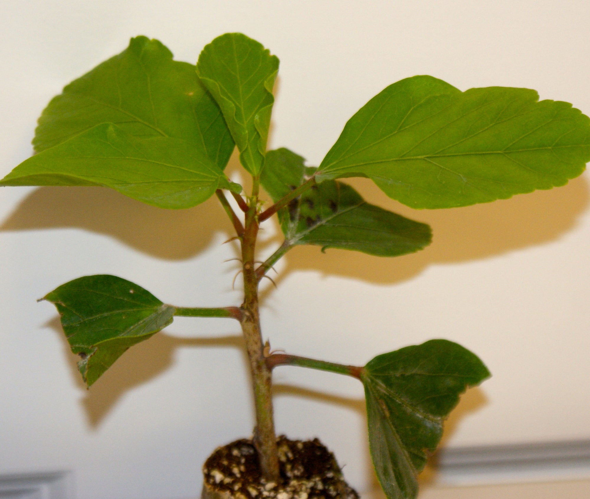 Tropical Hibiscus  'Exotic Sunset'