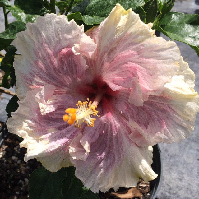 Exotic Hibiscus  'Pink Ruffle'