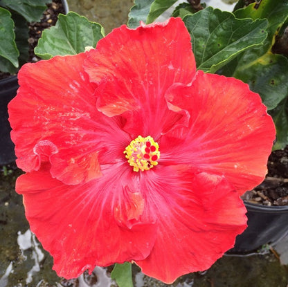 Exotic Hibiscus "Red Platter"