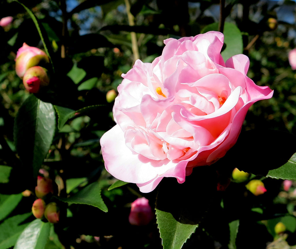 Camellia "High Fragrance" ~ Camellia lutchuensis hybrid