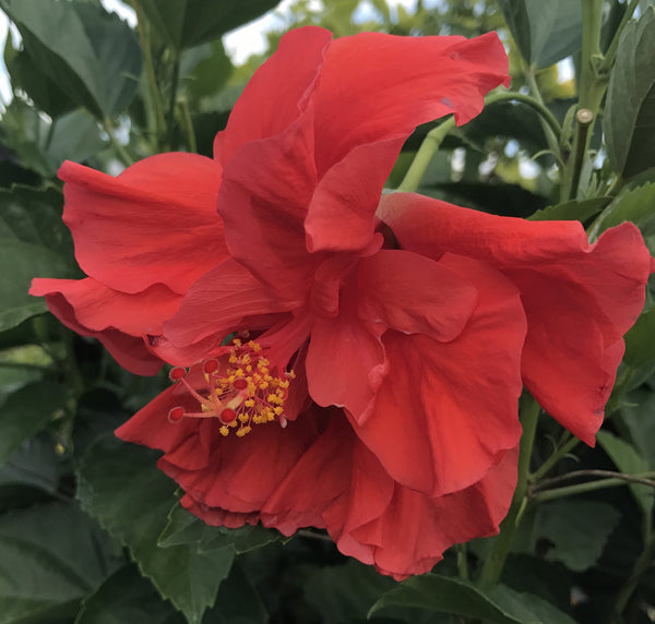 Tropical Hibiscus rosa-sinensis 'Double Red'
