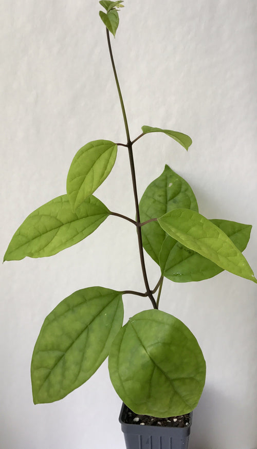 Clerodendrum Bleeding Heart Vine ~ thomsoniae