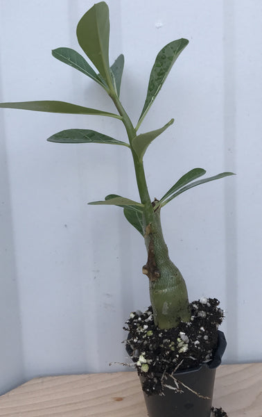 Adenium Obesum Desert Rose ~ Picotee