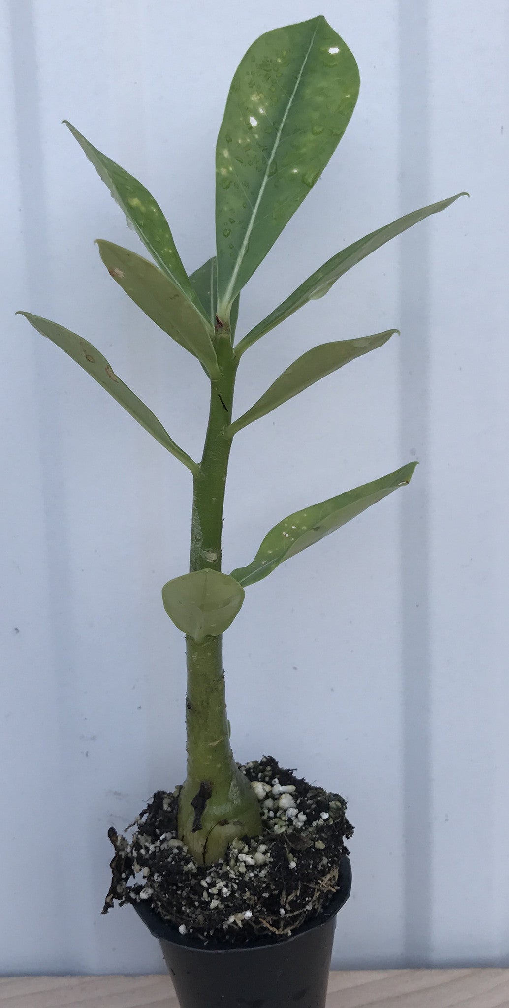 Adenium Obesum Desert Rose ~ Red