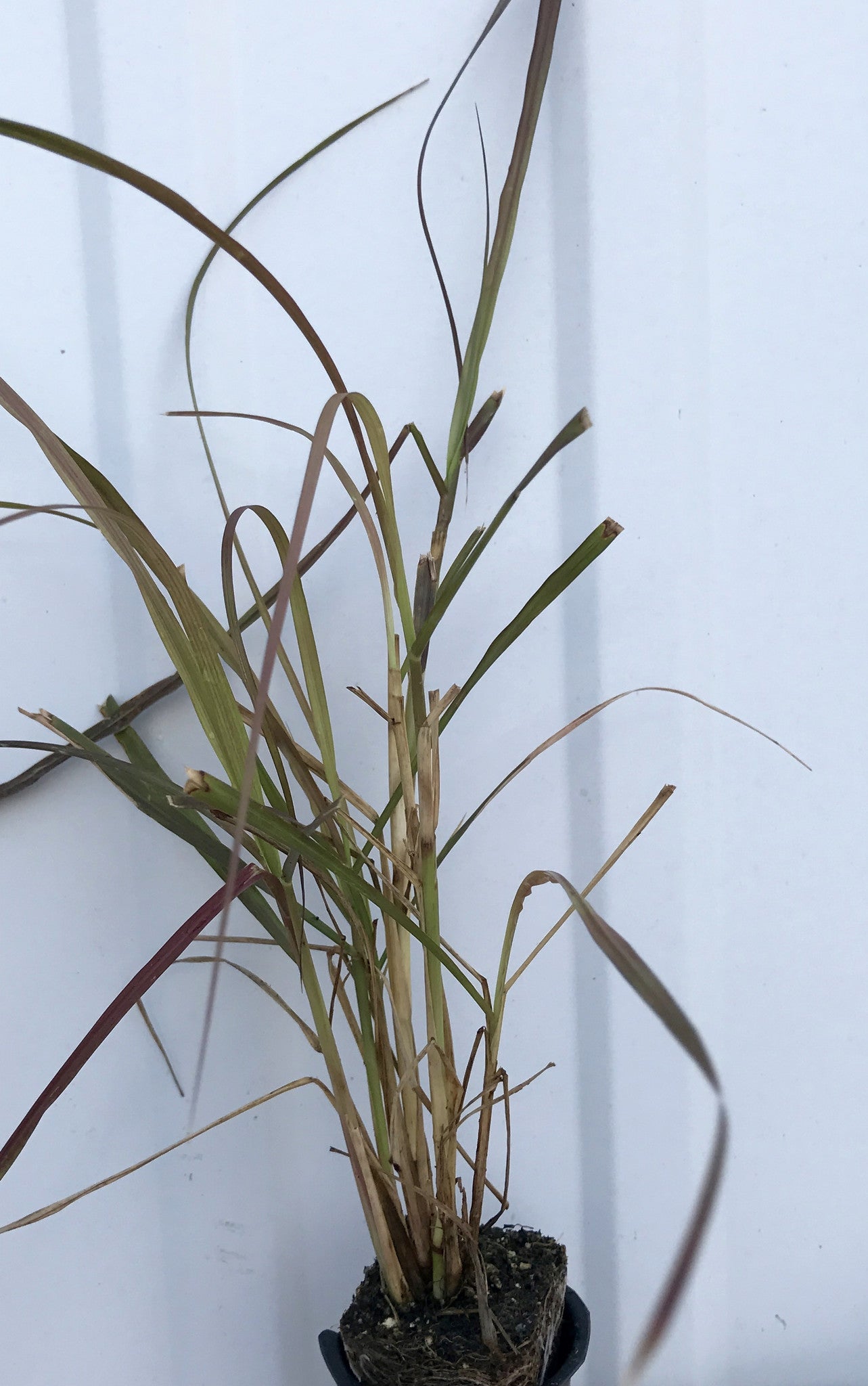 Purple (Red) Fountain Grass ~ Pennisetum setaceum 'Rubrum'