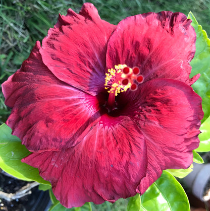 Exotic Hibiscus  'Red Ruby' ~ Red Flowers