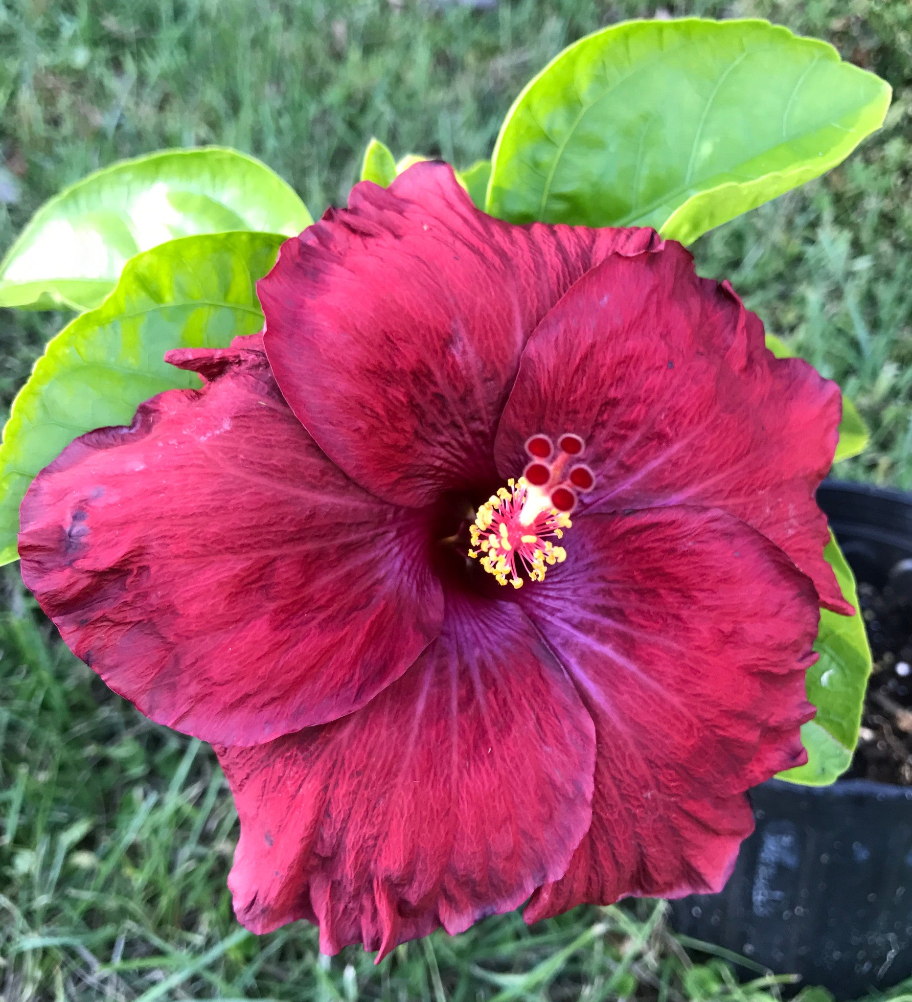 Exotic Hibiscus  'Red Ruby' ~ Red Flowers