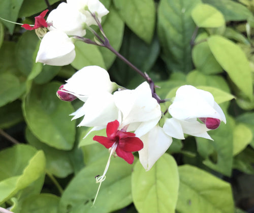 Clerodendrum Bleeding Heart Vine ~ thomsoniae