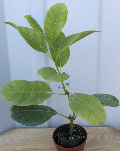 Yellow Mandevilla Vine