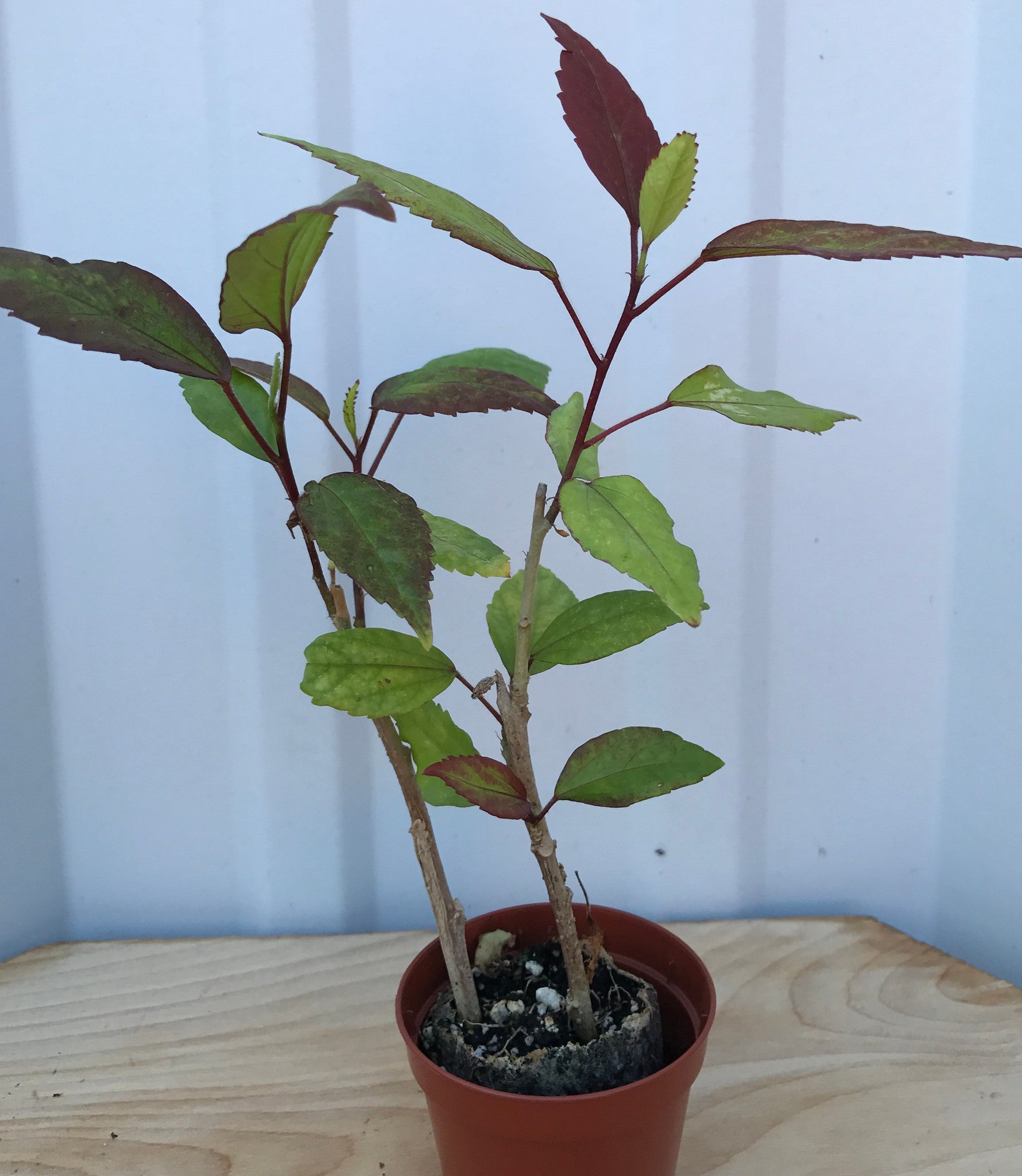 Hibiscus 'Red Hot' rosa-sinensis ~ Tropical Red Flowers and Leaves
