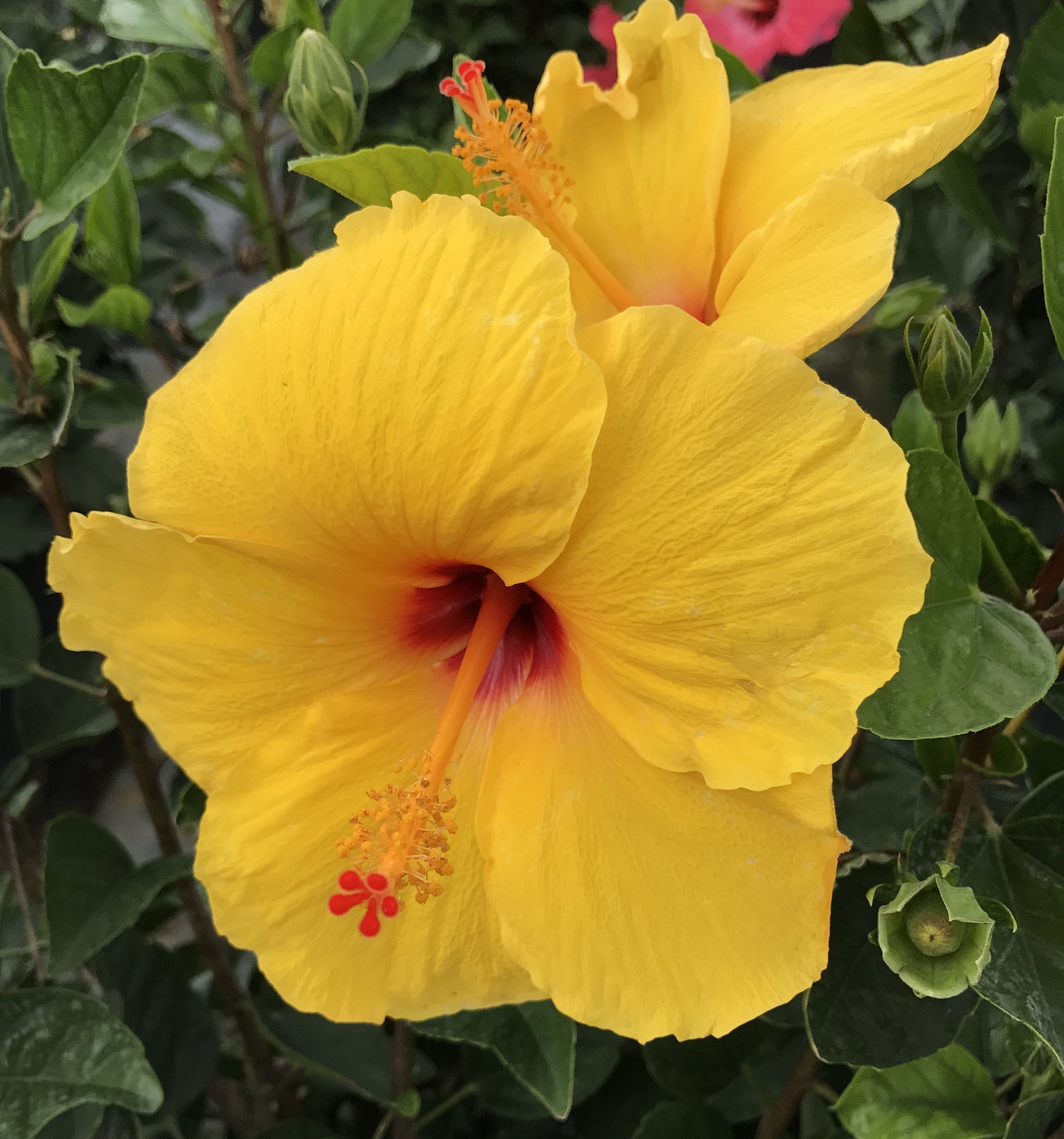 Hibiscus Yellow 'Tequila'