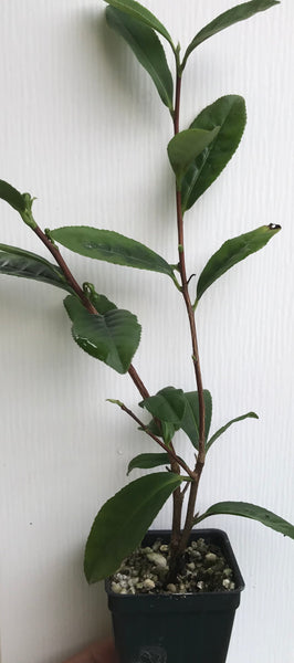 Camellia Sinensis ~ Green Tea Plant