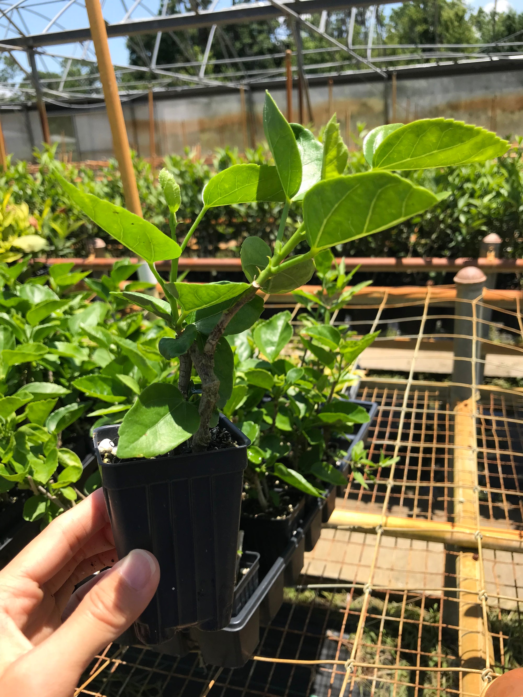 Hibiscus rosa-sinensis 'Joanna'