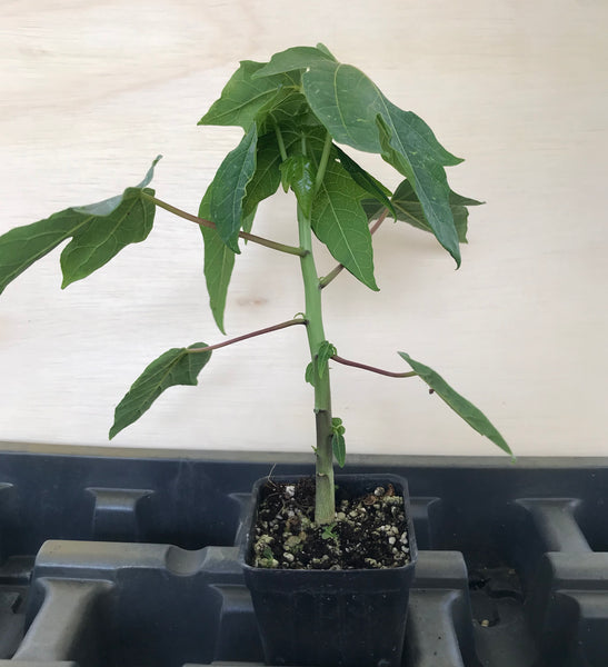 Florida Papaya Tree ~ Carica papay