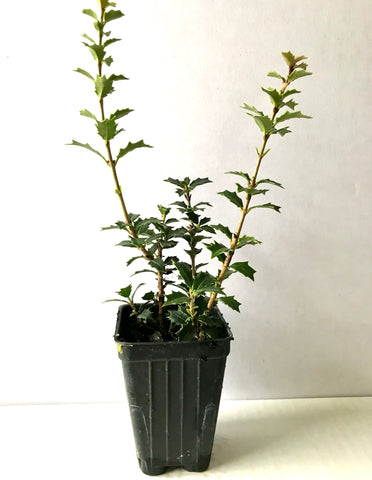 Dwarf Tea Olive ~ Osmanthus heterophyllus 'Kaori Hime' ~ Fragrant