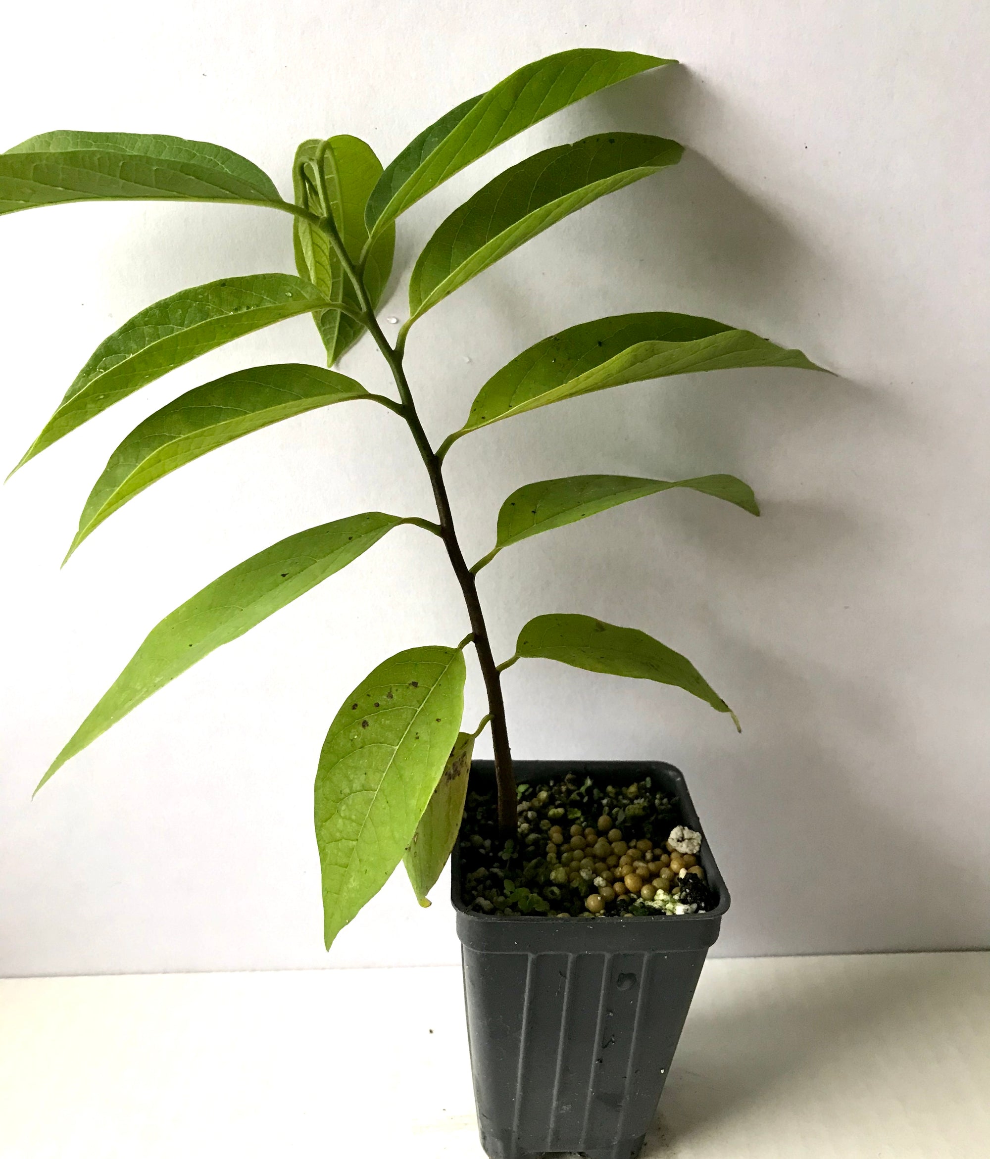 Sugar Apple ~ Sweetsop ~ Annona squamosa ~ Fruit Tree