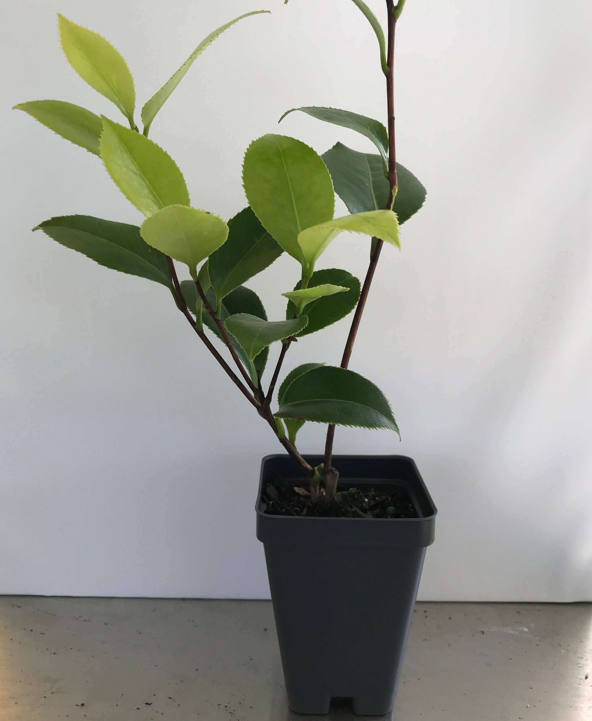 debutante camellia japonica