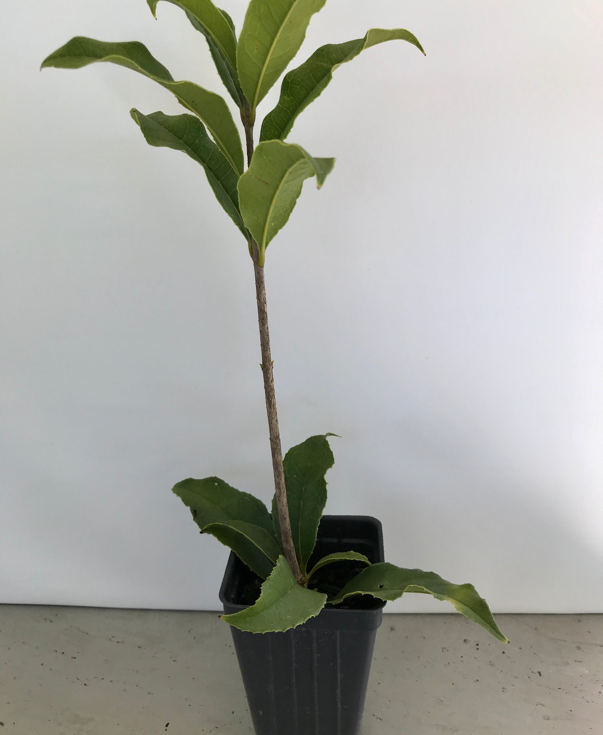 Fragrans aurantiacus ~ Tea Olive ~ Fragrant